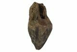 Unworn Triceratops Tooth - Montana #94014-1